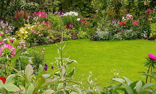 garden with plants and green lawn